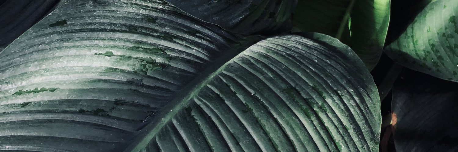 guardatrice's profile banner image