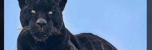 uzzy_stephen's profile banner image