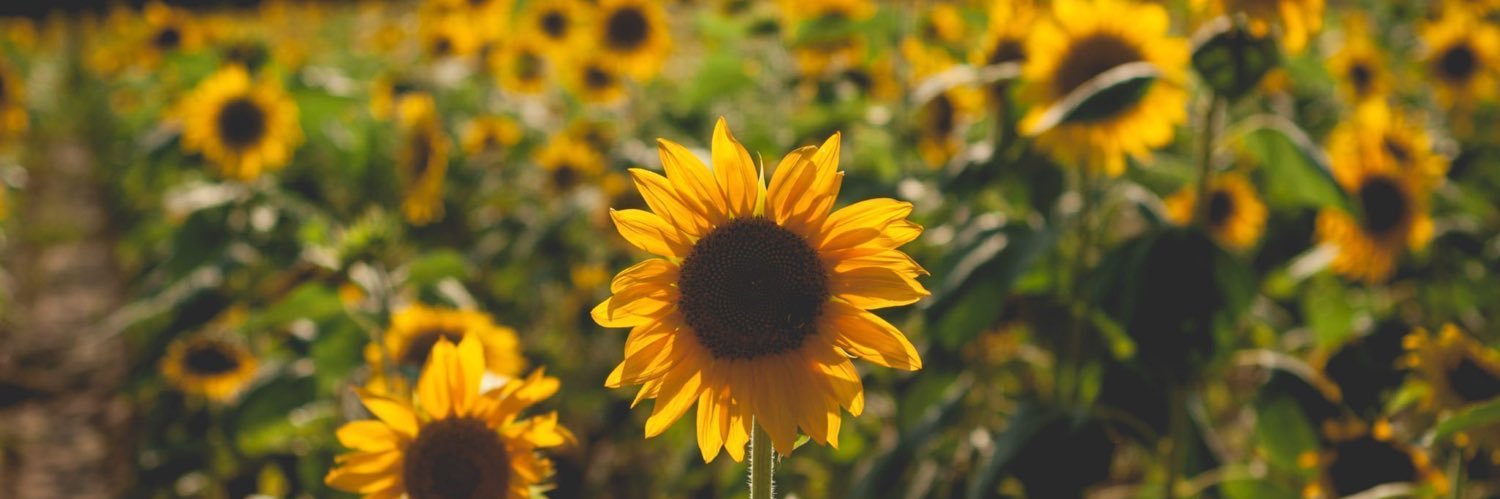 bloomer_keeley's profile banner image