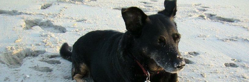 Sandy banner