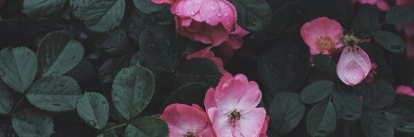 jaypeebi75's profile banner image