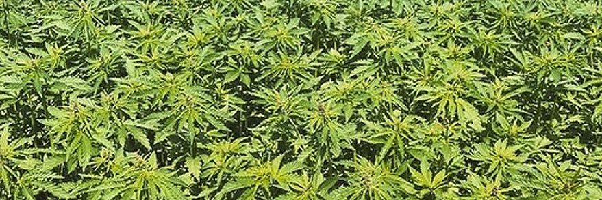 InfusedWithHemp's profile banner image
