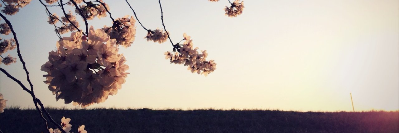 spring nyaa banner