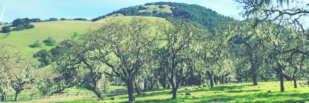 PoppiesAndPinot's profile banner image