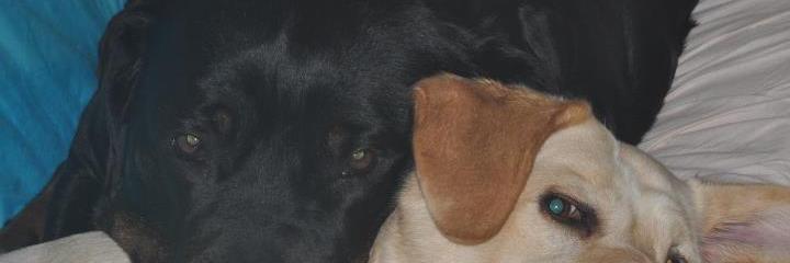 Corinne Camoit banner