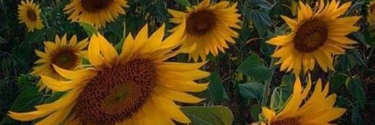 gorneomdc91's profile banner image