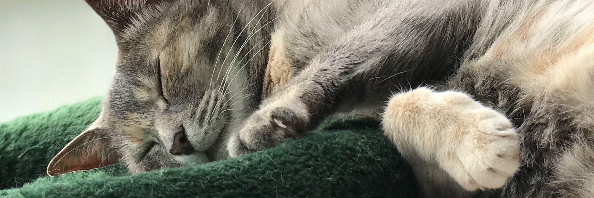 surfcatadoption's profile banner image