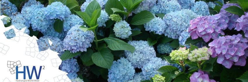 HydrangeaW2's profile banner image