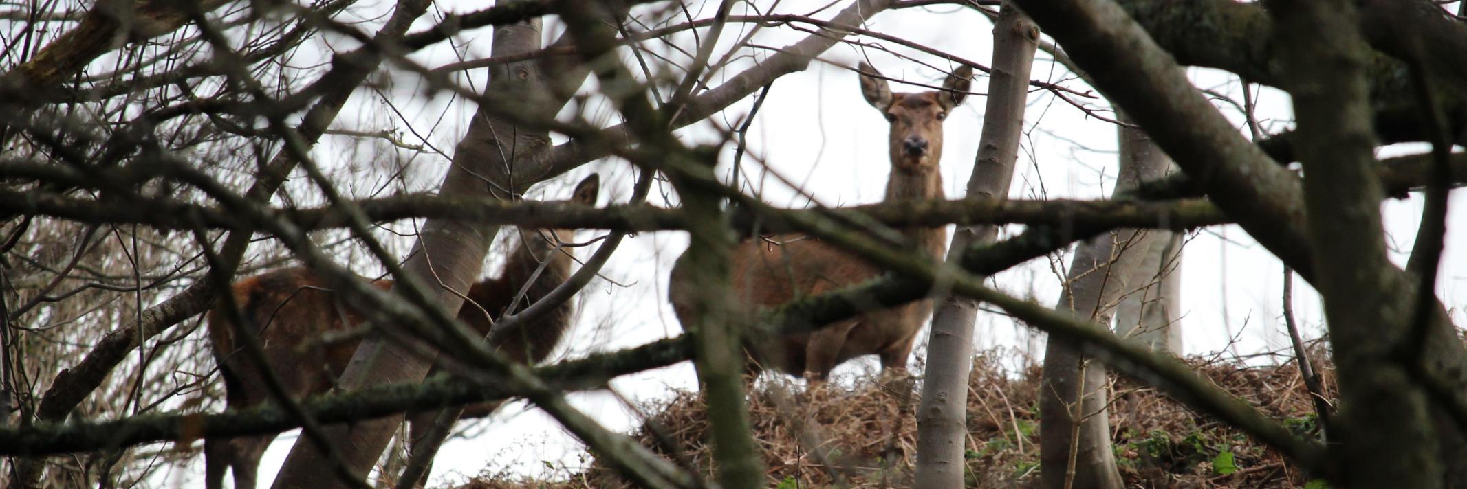 iwdeerconservation banner