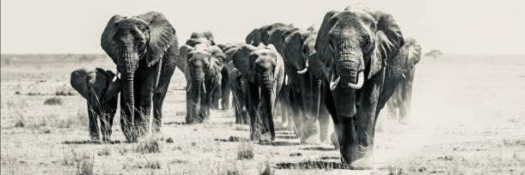 MashabelaThema's profile banner image