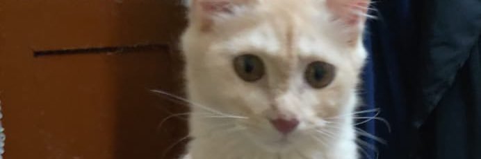 MohammedRehan6's profile banner image