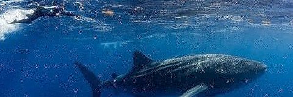 _IndianPacific Profile Banner