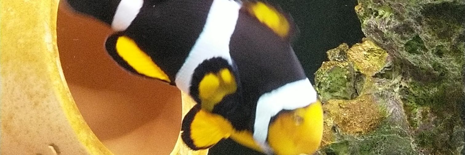 wenson98's profile banner image