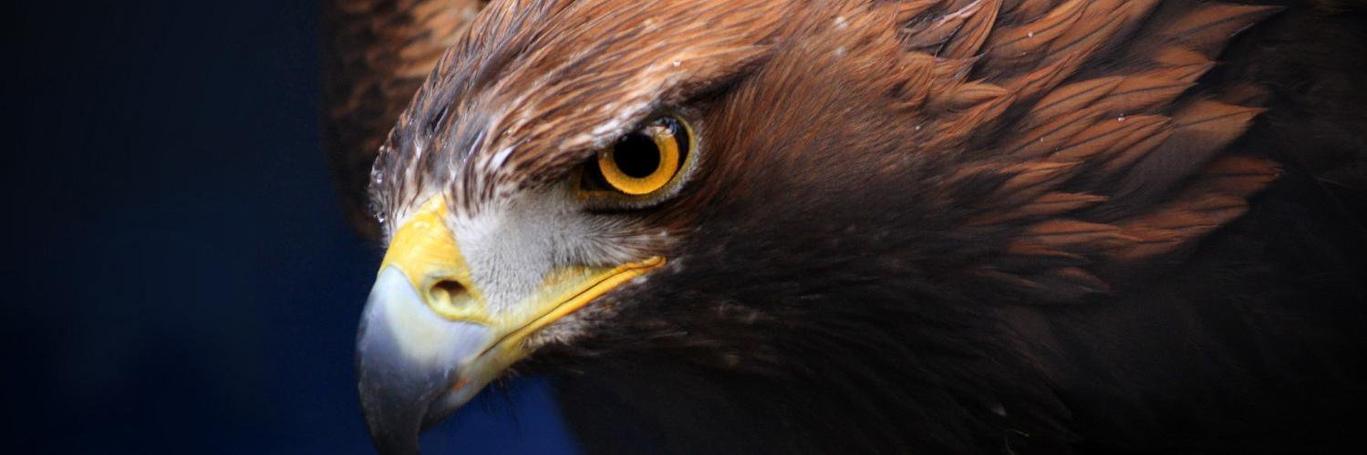 Aquila_simurgh's profile banner image