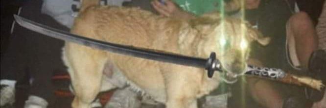 Angel Muad’Dib Atreides banner