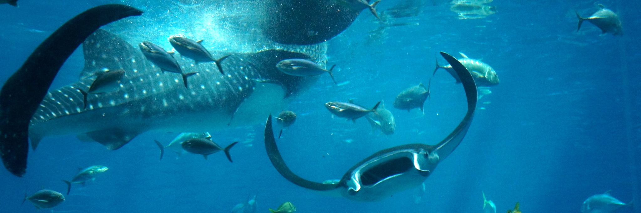TonyFishGuy's profile banner image