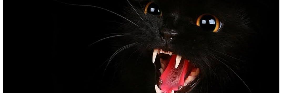 Pelayus Gigia😾🗽 banner