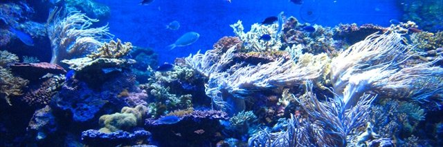jellyfish965's profile banner image