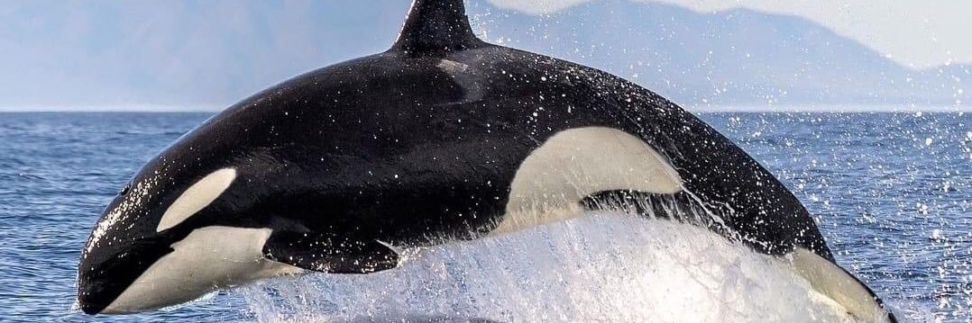 orcinusorca1964's profile banner image