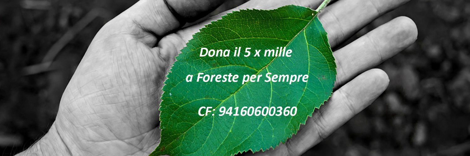 forestexsempre's profile banner image