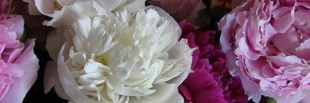 raintomotomo's profile banner image