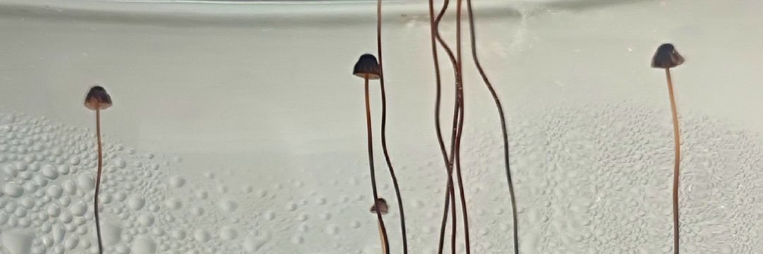 甘甘菌菇汤's banner