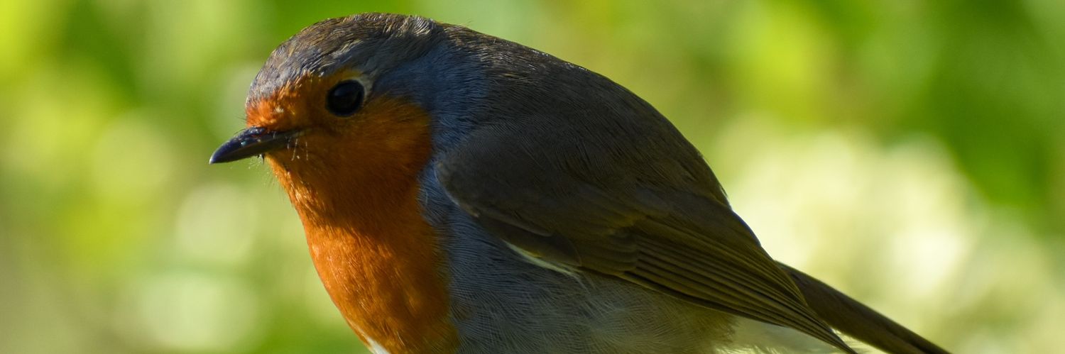 Janette Hall86 banner