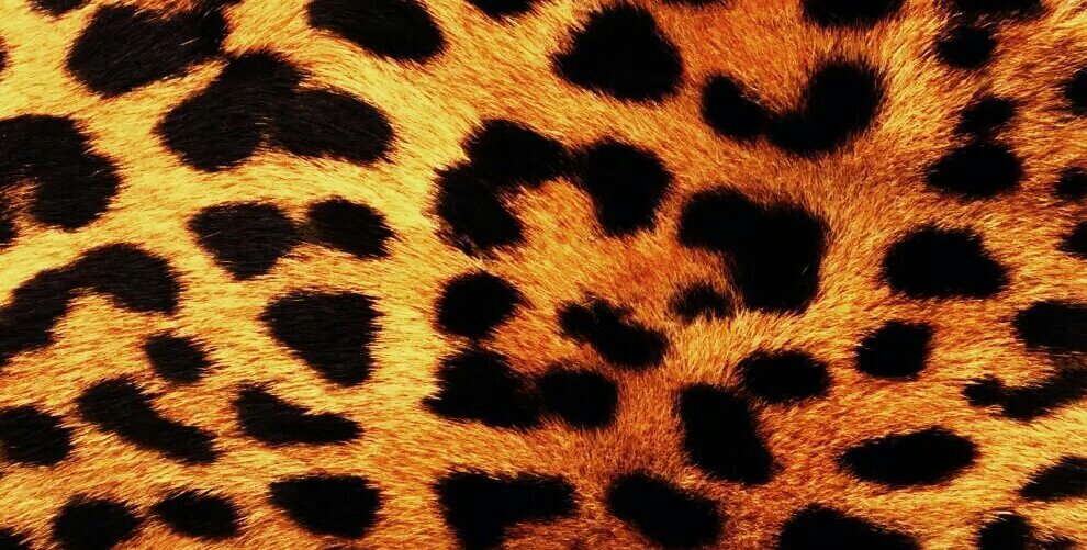 Hadi Putra Dinata banner