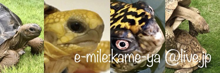 kame-yaナオ banner