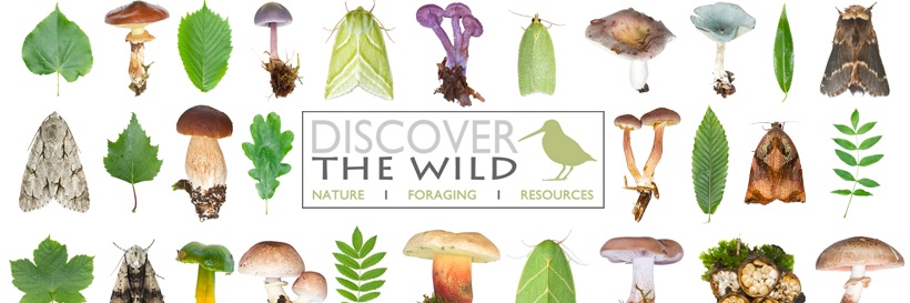 Discover the Wild banner