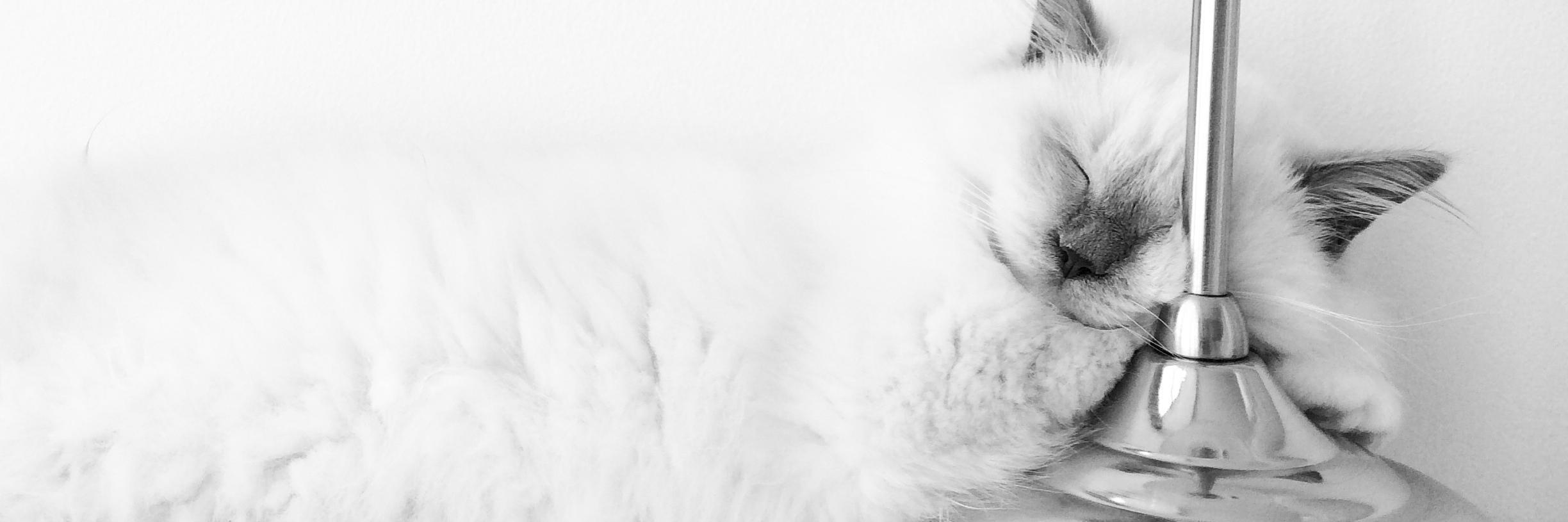 SwissPetsy's profile banner image