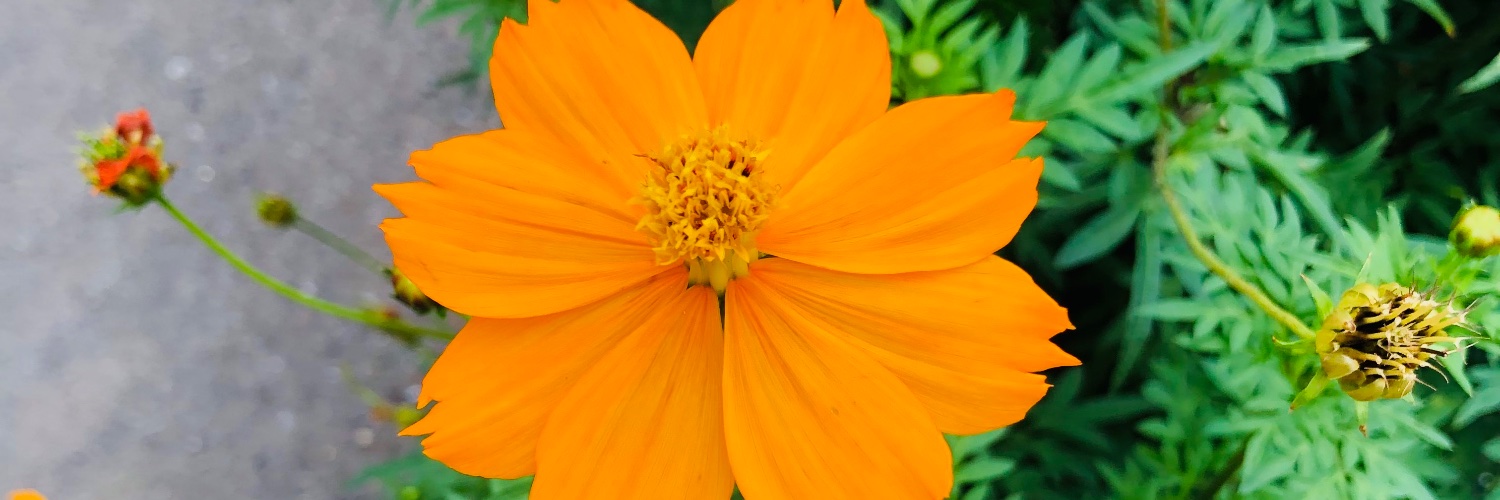 7springleaf's profile banner image