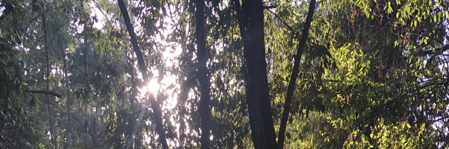 MissBachia's profile banner image