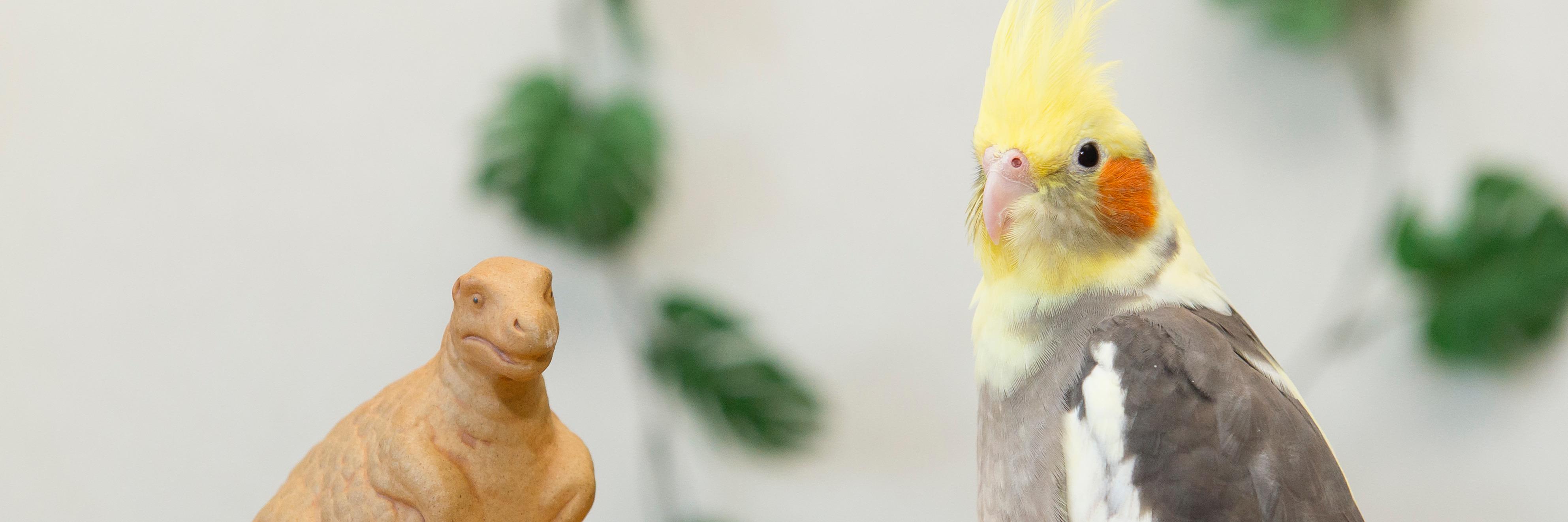 コンピー・インコのびのび〜野生のオカメインコ・セキセイインコ banner