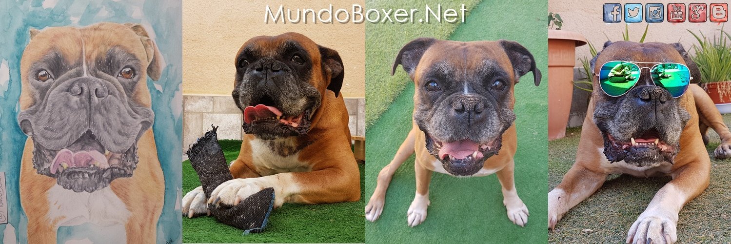 MundoBoxer.Net banner