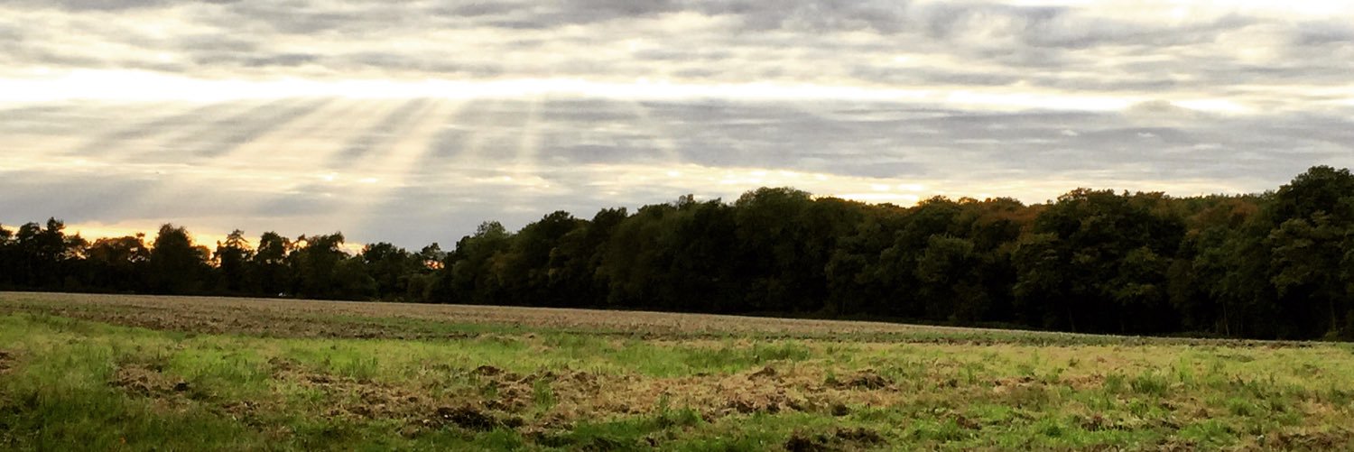 EmilieWicks's profile banner image