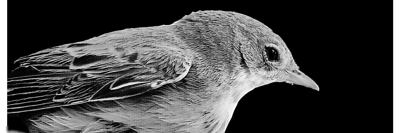 kaptaangarry's profile banner image