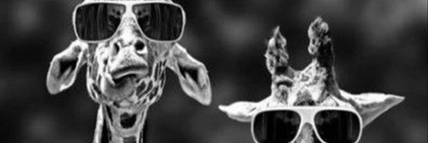 Sunglass_Angel's profile banner image