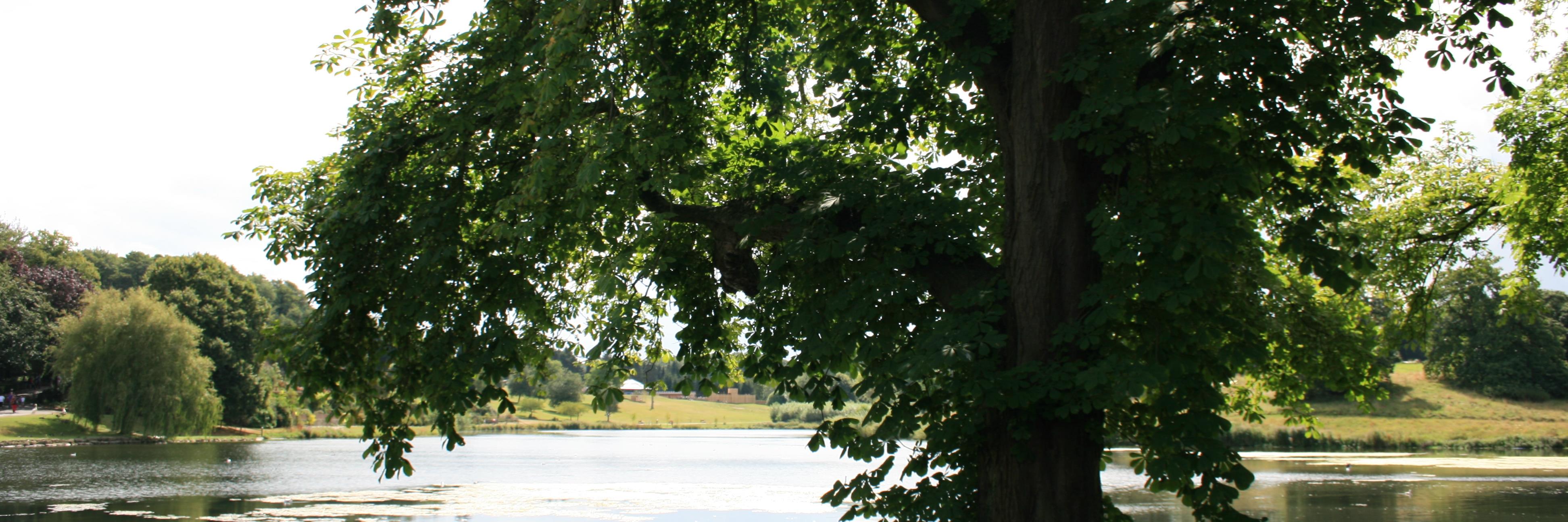 Félix Alba banner