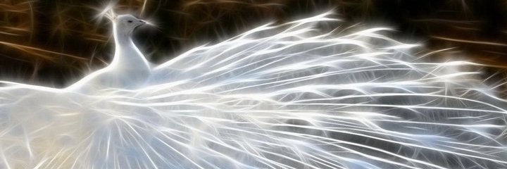 fahd_althrwi's profile banner image