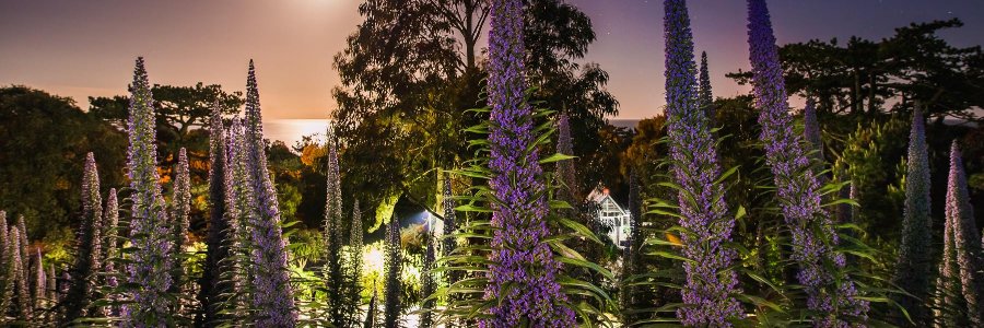 Ventnor Botanic Garden banner