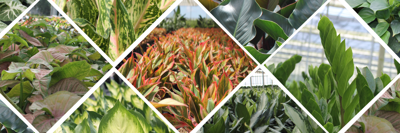 FarmLifeNursery's profile banner image