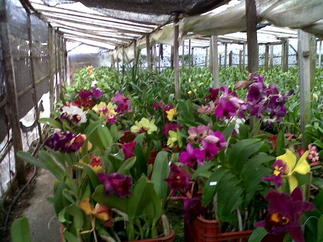 Verónica Vaesken banner