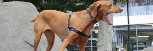 NYCDog's profile banner image