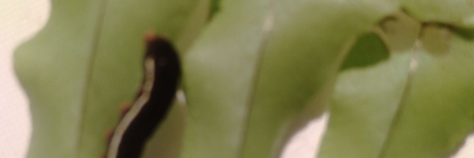 manucalacerda's profile banner image