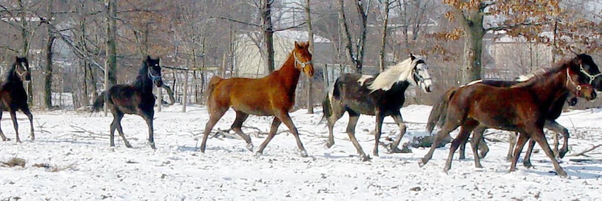 FanChevauxhorse's profile banner image