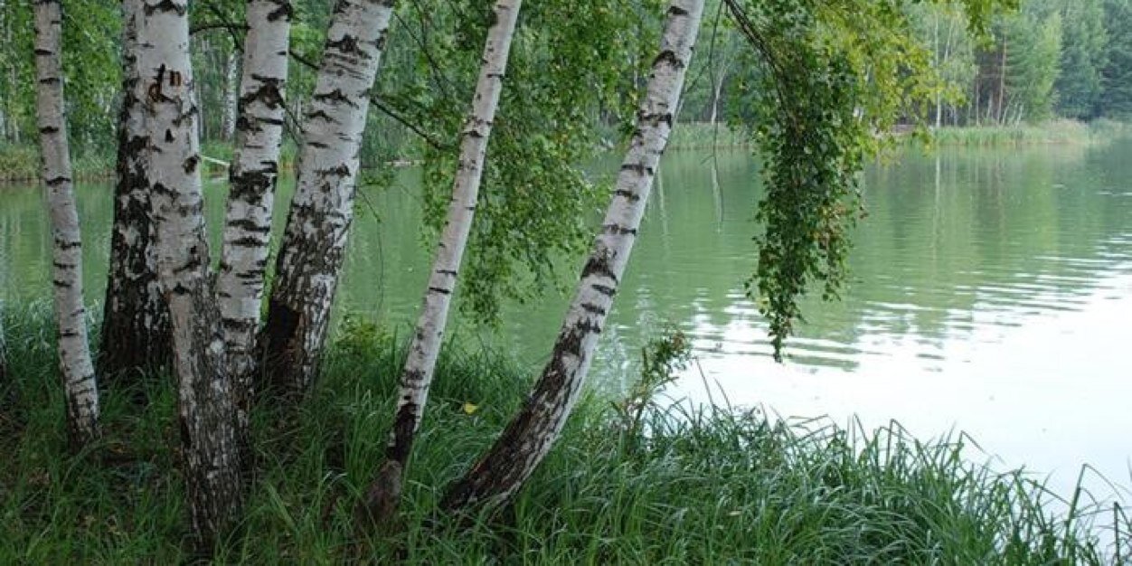 TVechera's profile banner image