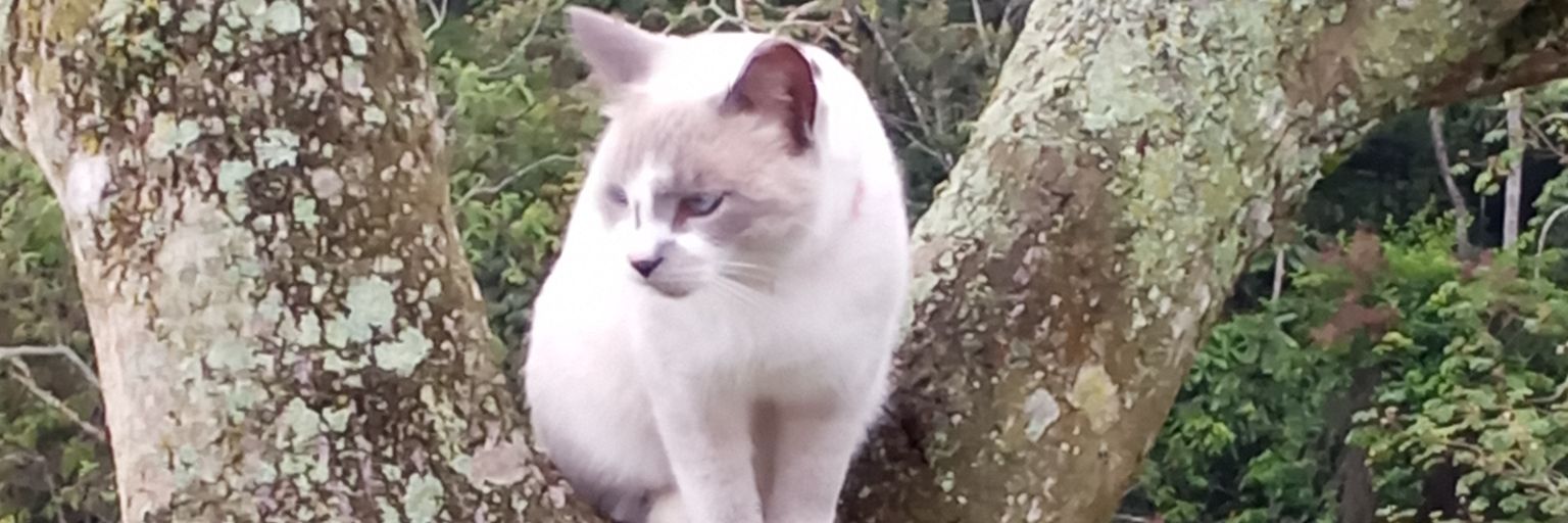 Nelson Gamez Rojas banner