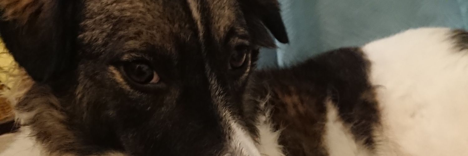 hippybrarian's profile banner image