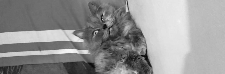 nitamstika's profile banner image
